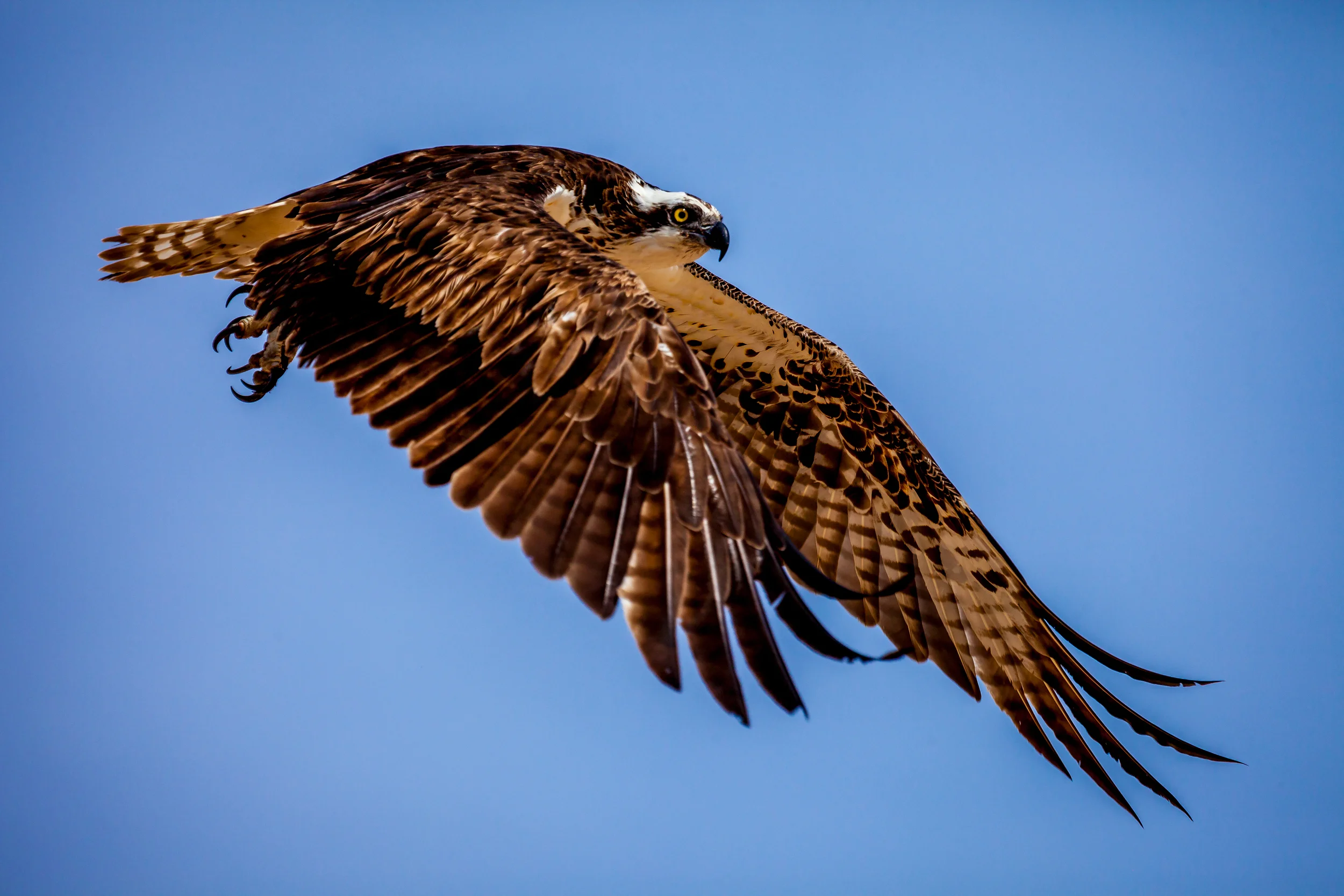 IMG_3083 Oprey in Flight 1 Master.jpg