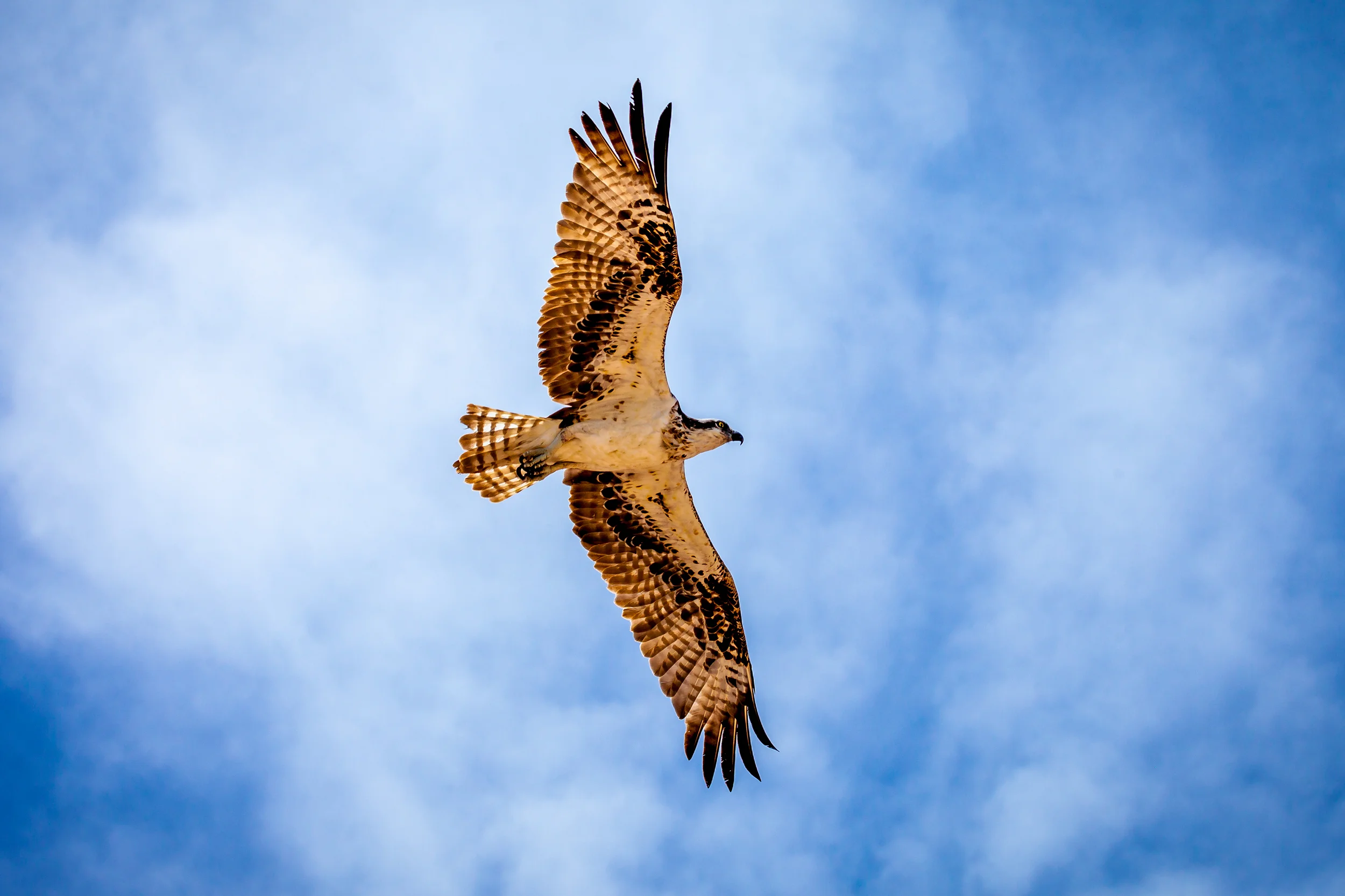 Osprey flying over the Sea of Cortez
