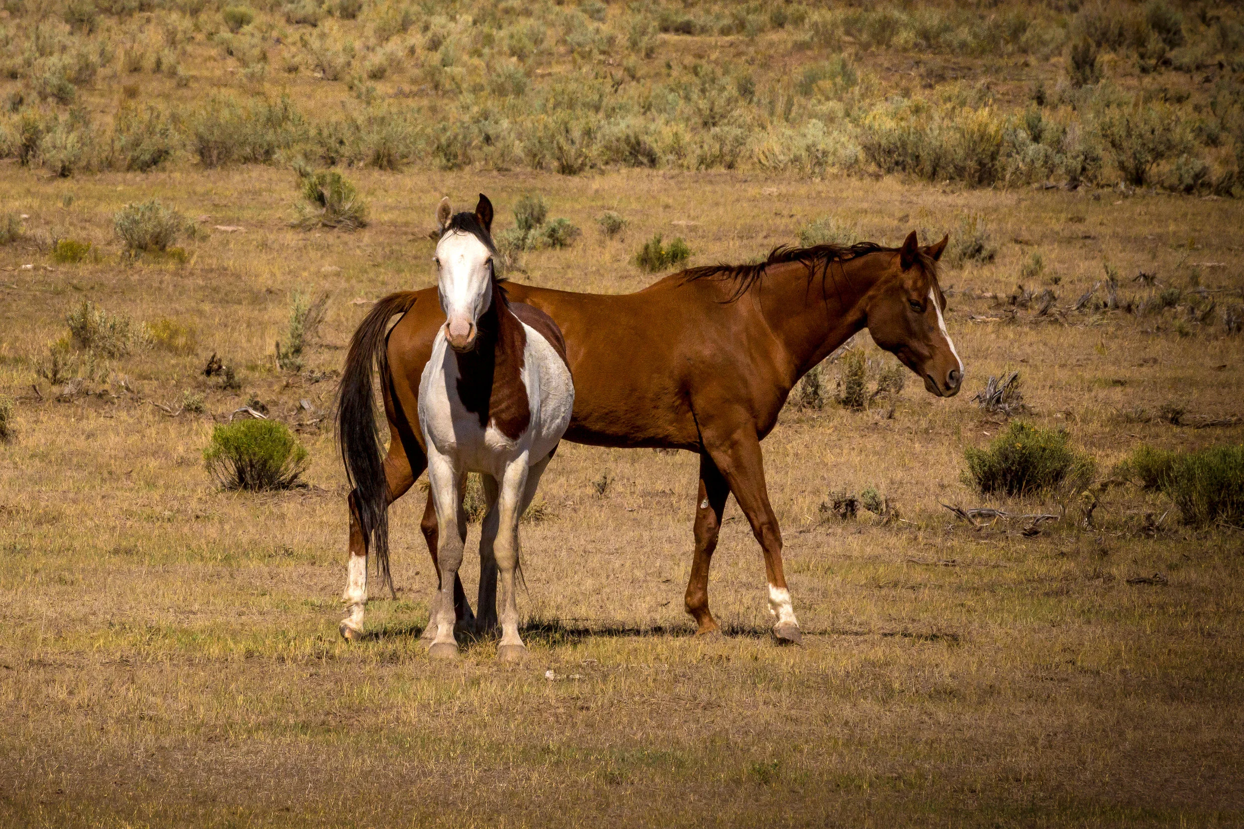 Mustang Paint Stallion and Mare