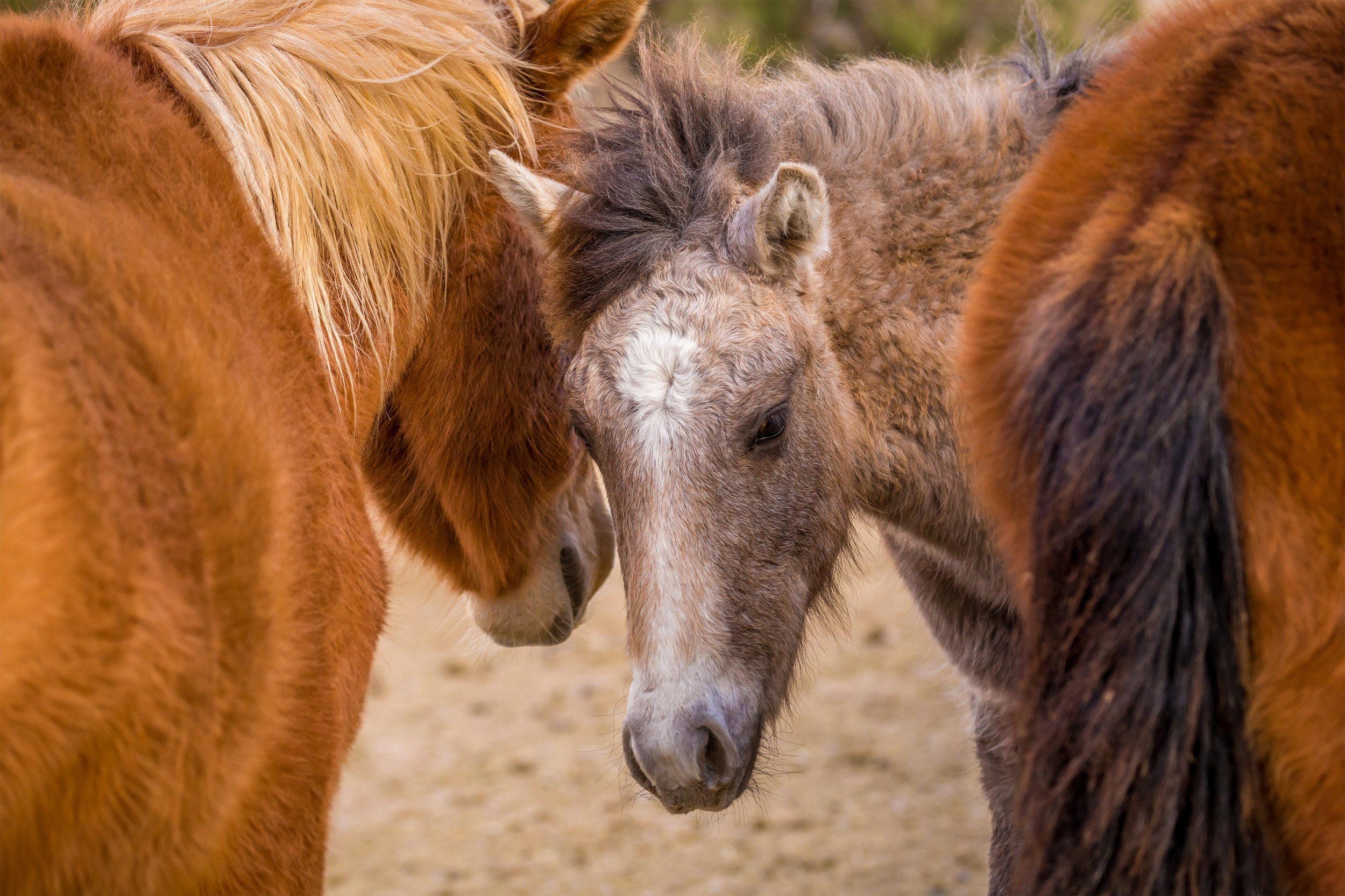 Mom and Foal