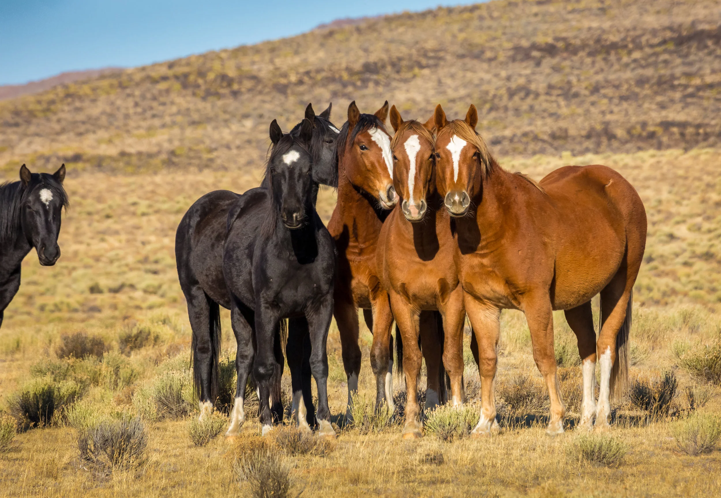 6 Wild Mares on Wild Horse Mesa #2