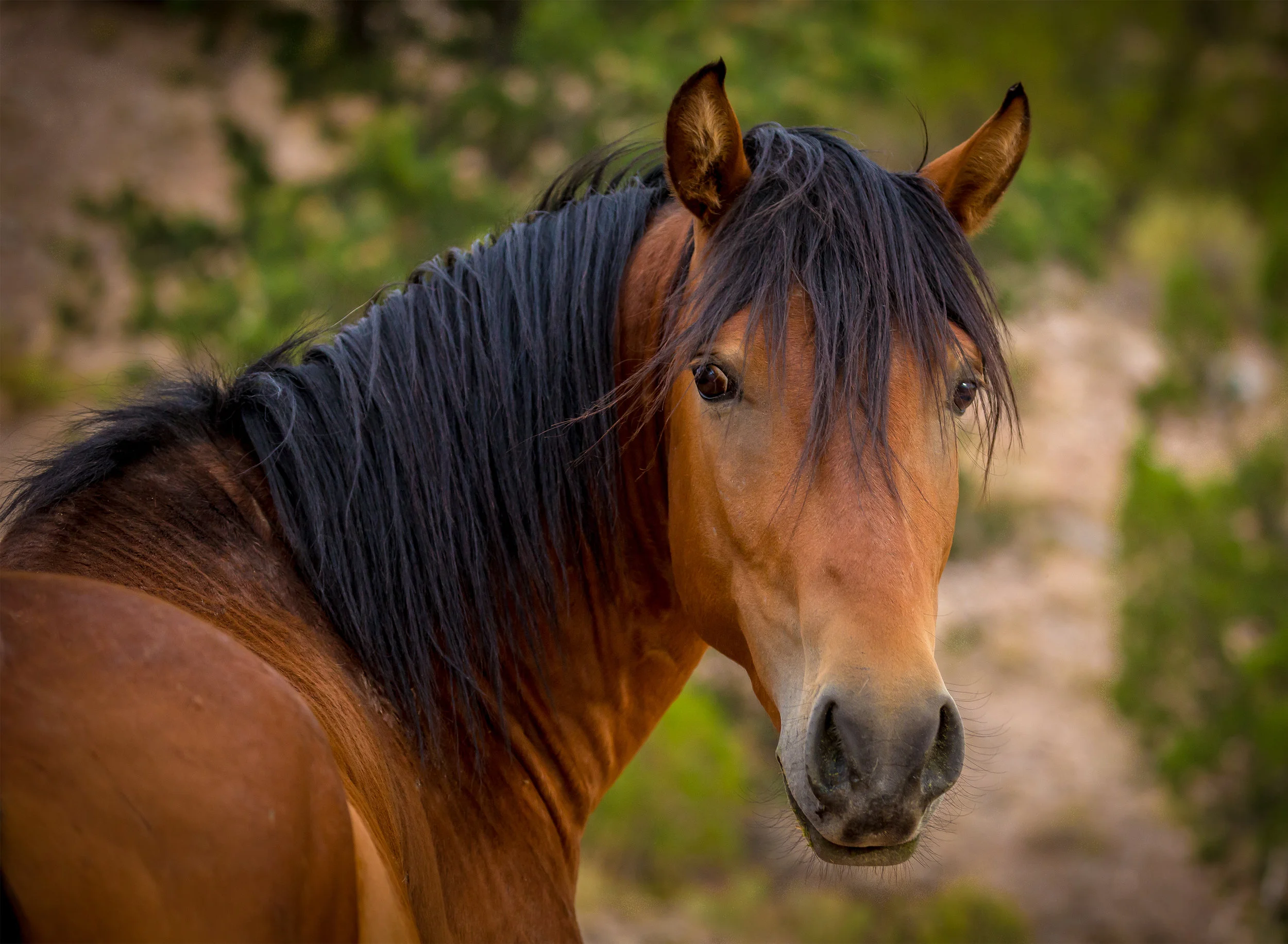 Wild Stallion