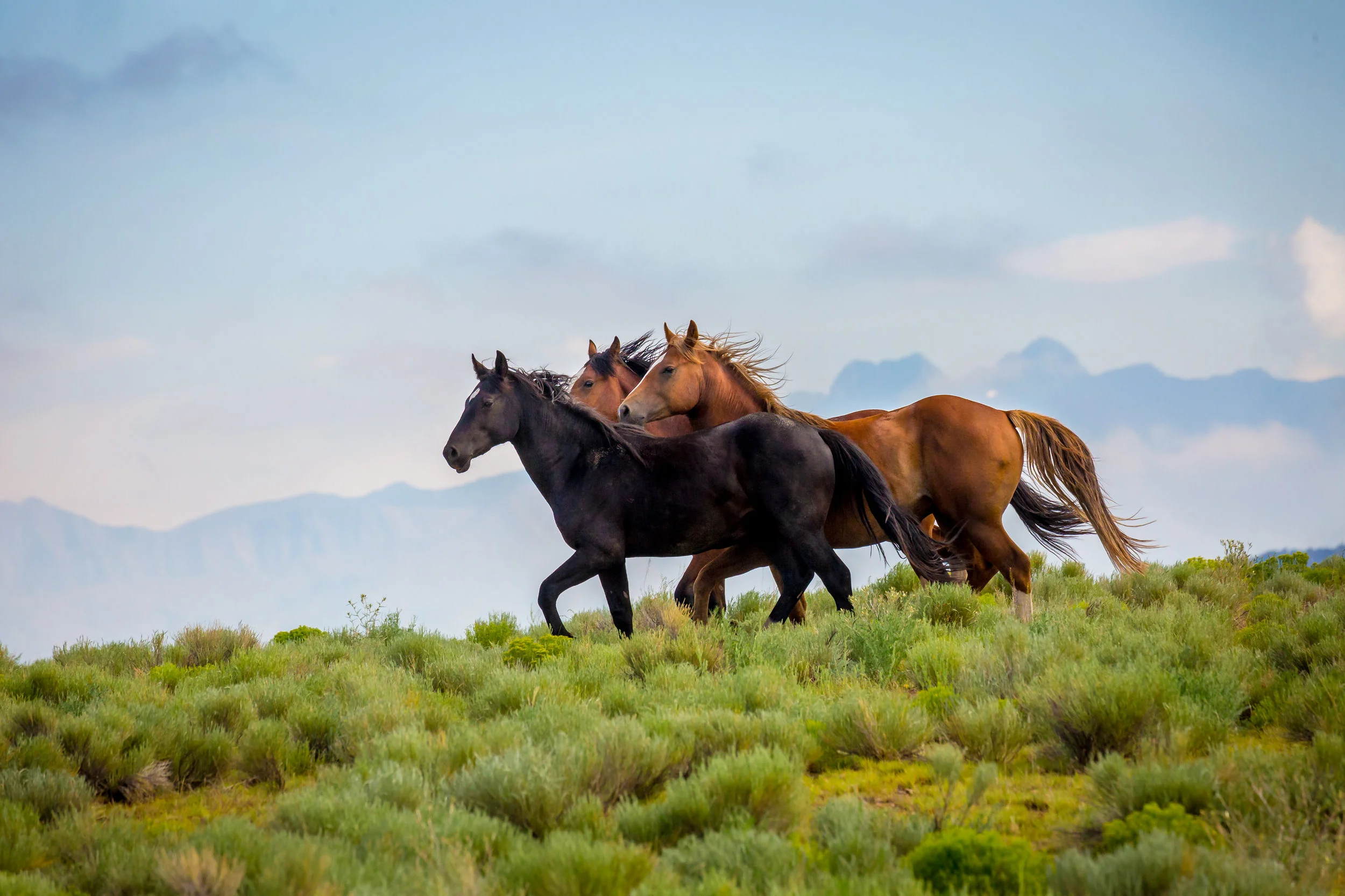 Rocky Mountain Mustangs
