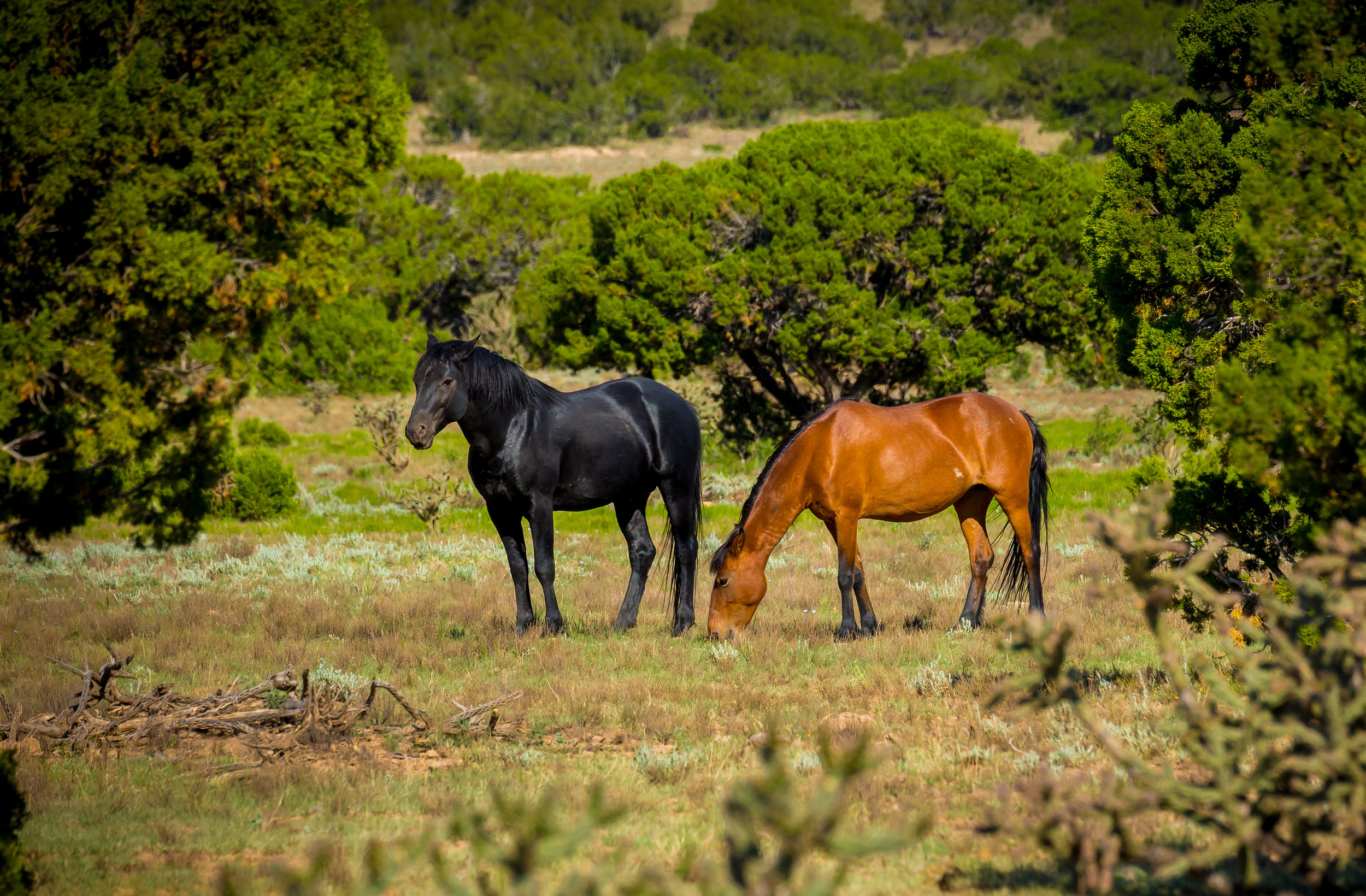 Black Stallion and Young Mare