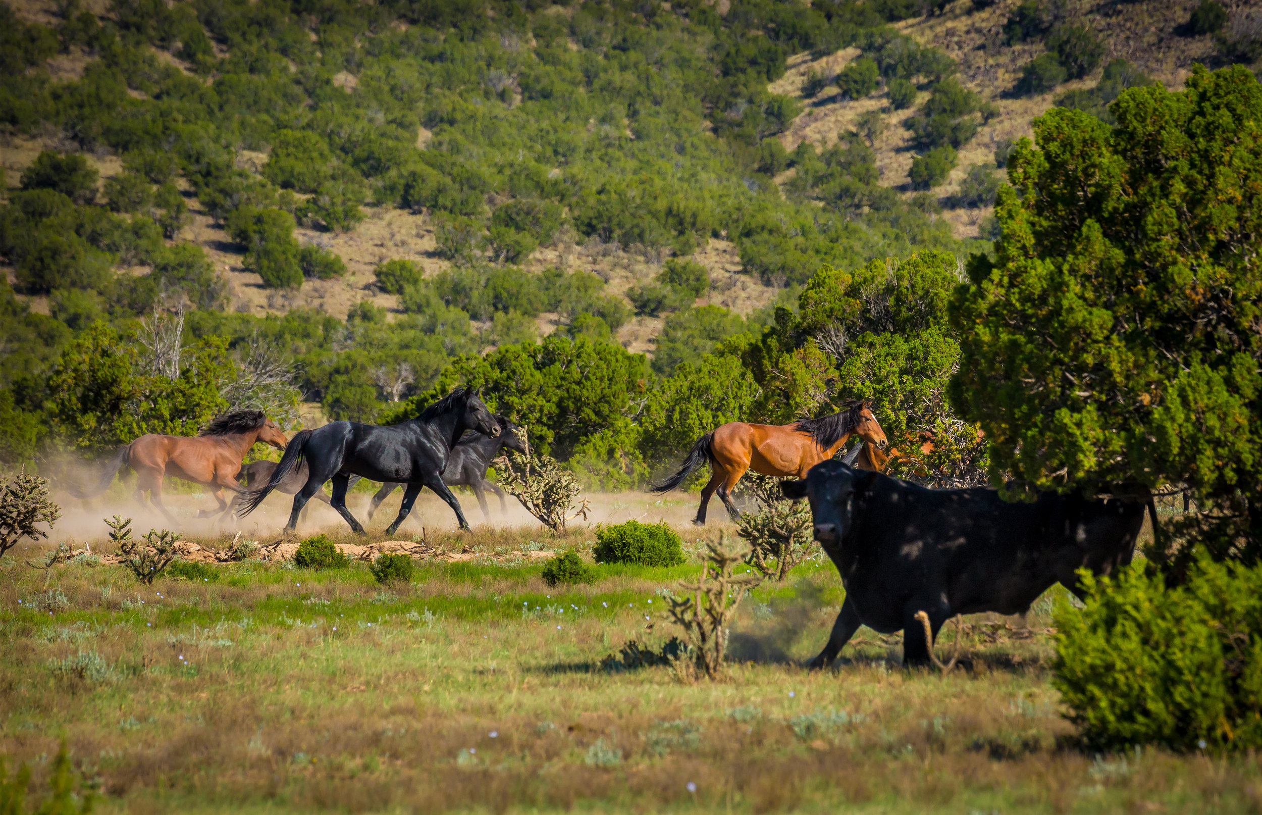 Black Stallion Band and Bull