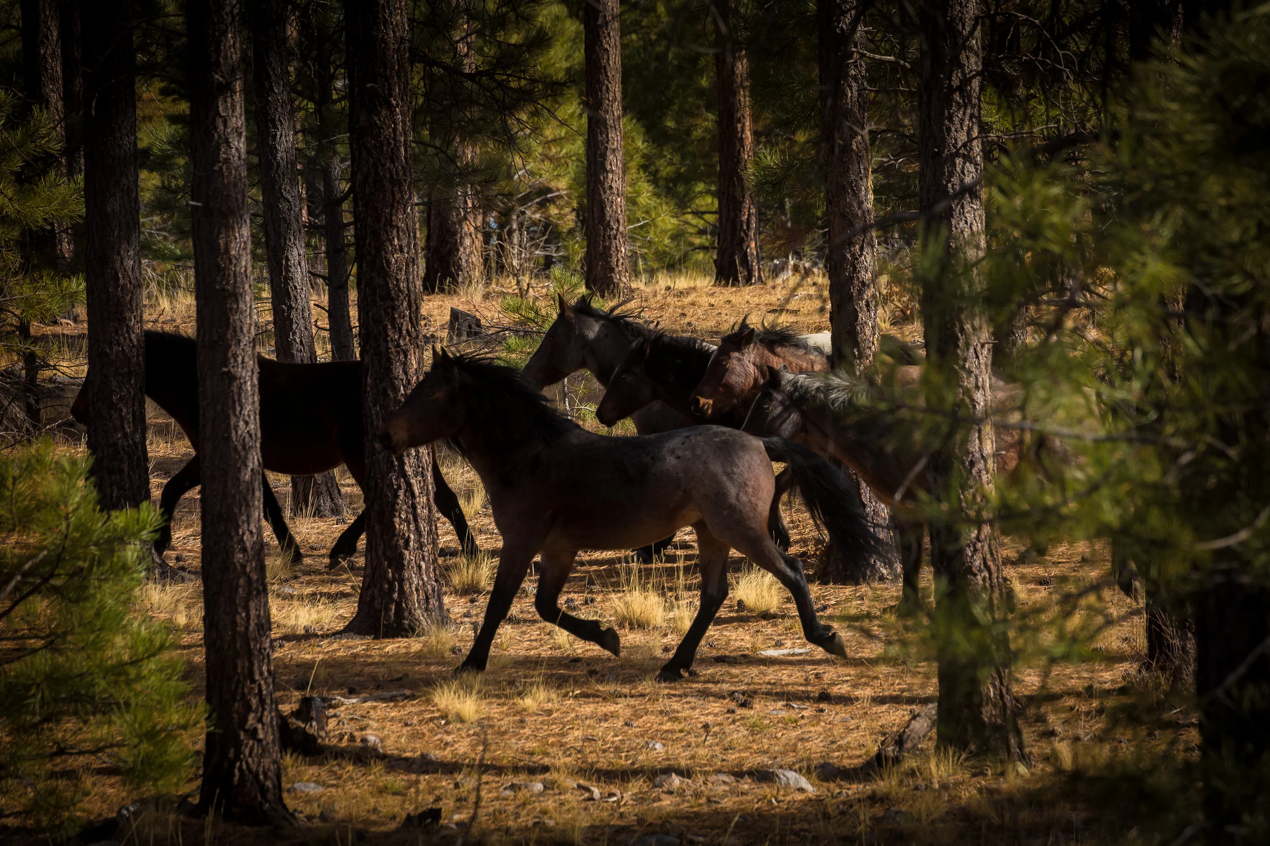Wild Spirits in the Forest