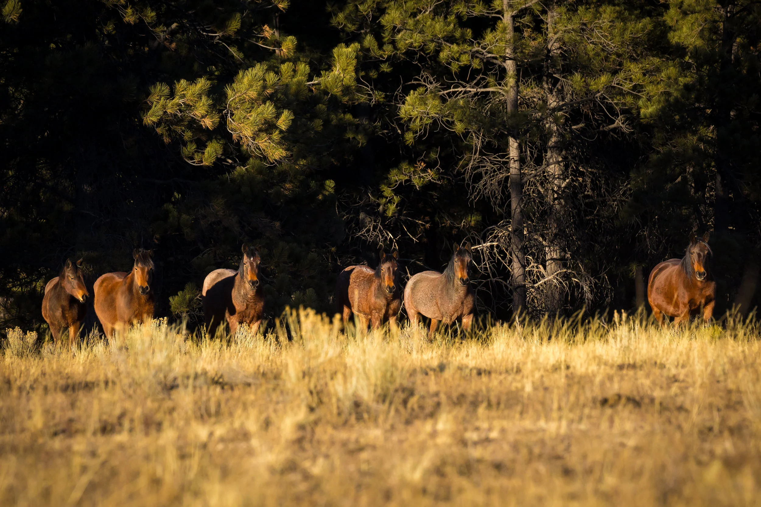 Ponderosa Mares and Foals