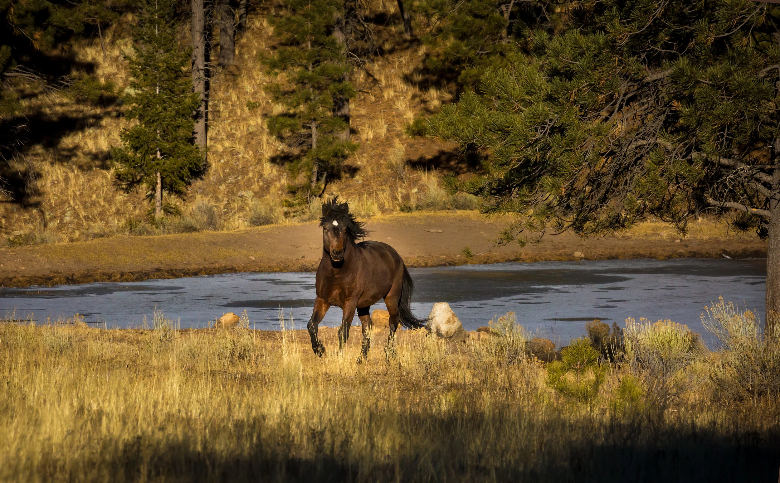 Ponderosa Stallion at Frozen Lake