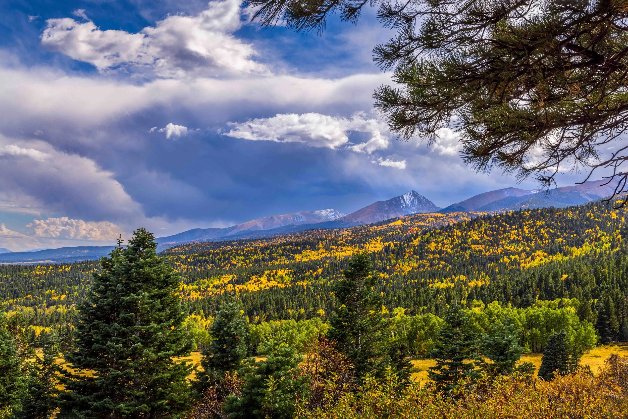 Beautiful Autumn Colors and Light on the Aspen and Pine Forest in the Rocky Mountains 