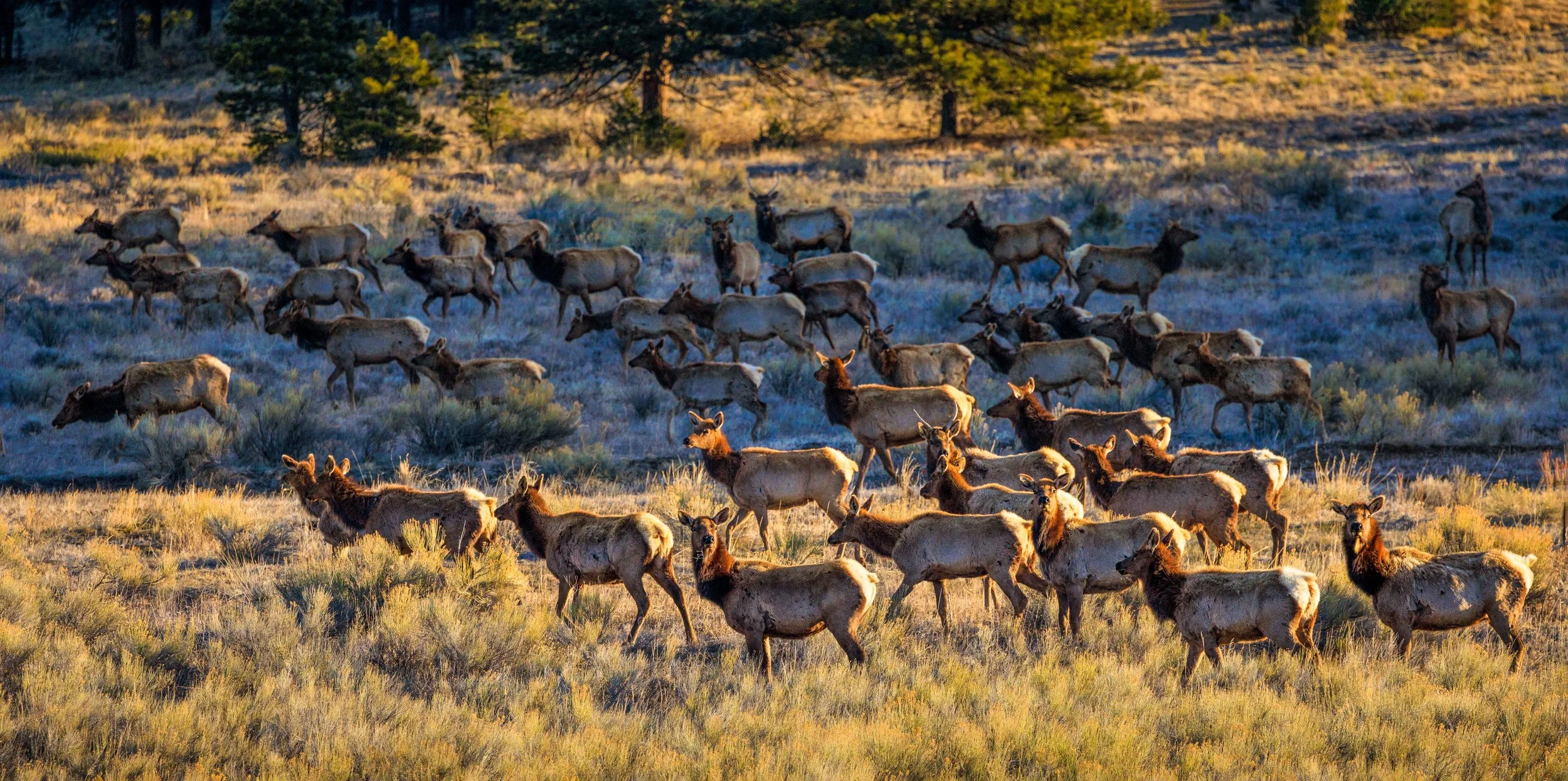 JB-2024-04-08-9136-Elk Herd  in a Meadow in the Early Morning Light and Shadows#2.jpg