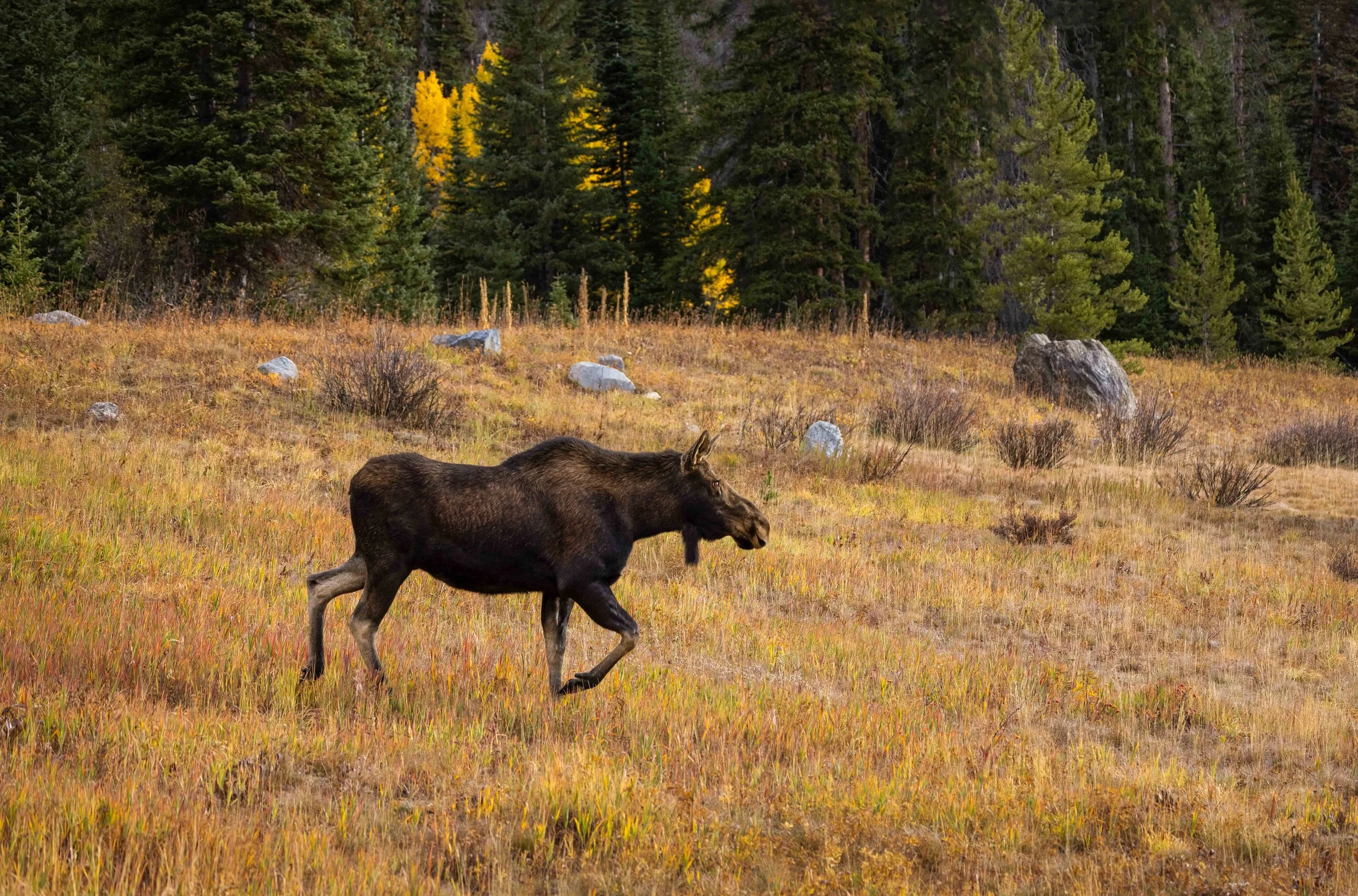 JB-2023-10-03-1281-Moose in a Meadow in the Early Morning Fall Light_.jpg