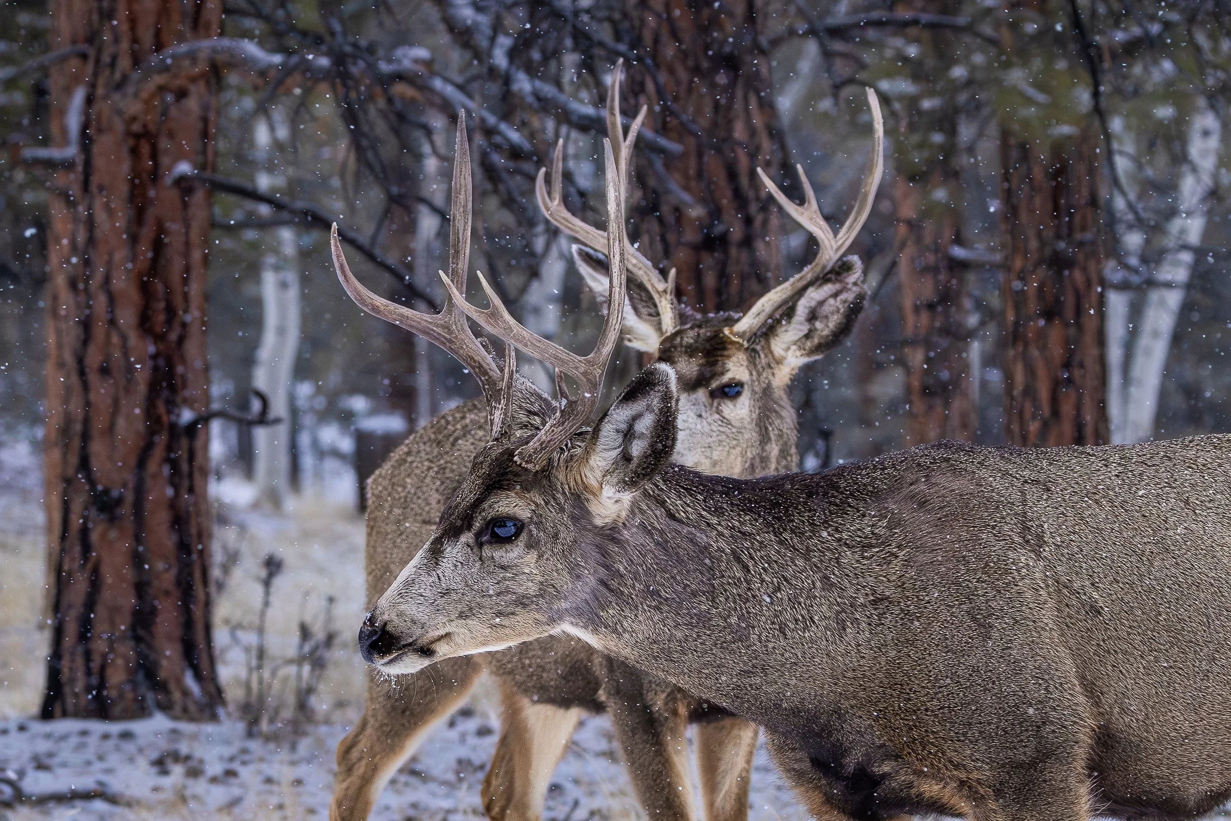 Two Large Bucks in the Forest in a Snowstorm