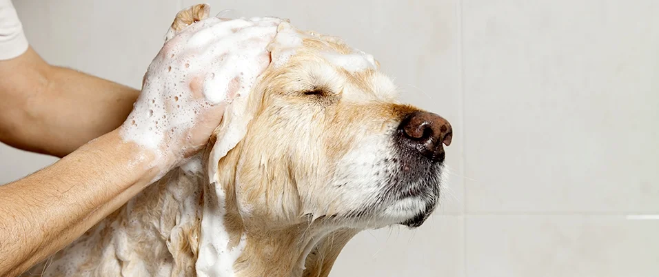 about_grooming2.jpg