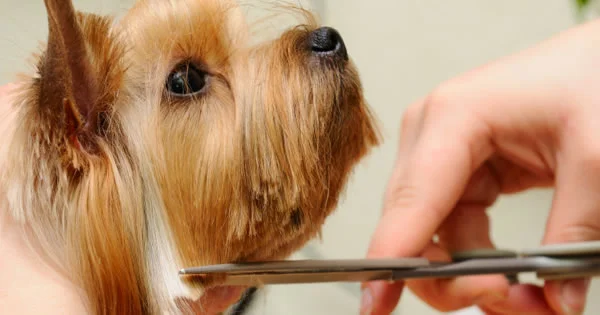 about_grooming1.jpg