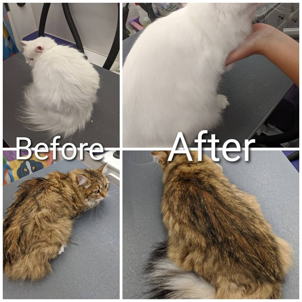 Cat Stopped Grooming: Causes and Solutions Explained