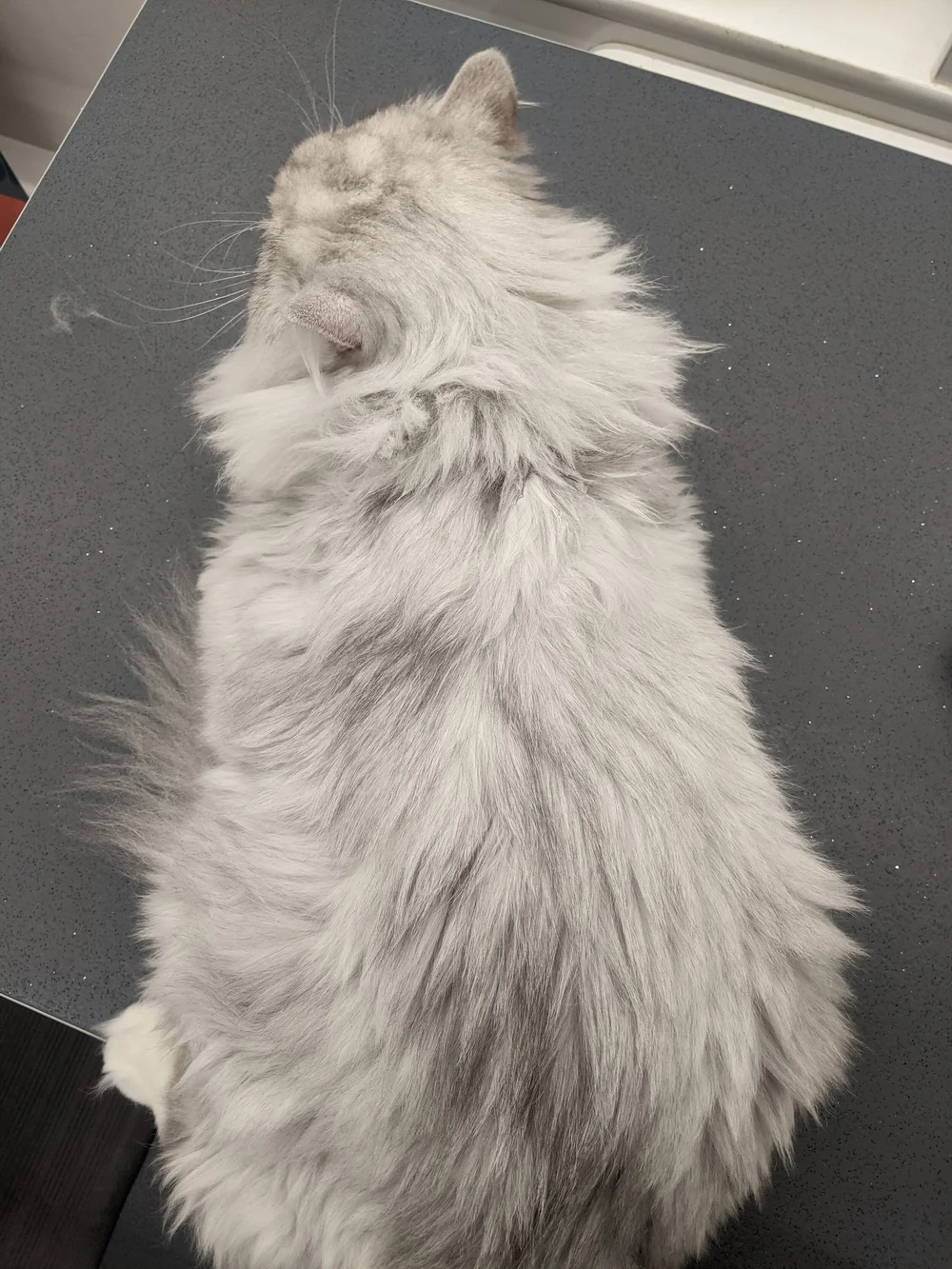 Cat Not Grooming: Uncover Hidden Health Warnings