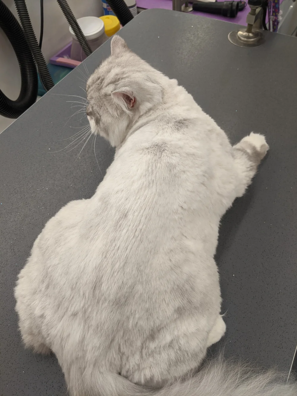 Why is My Cat Wet After Grooming: Surprising Reasons Revealed