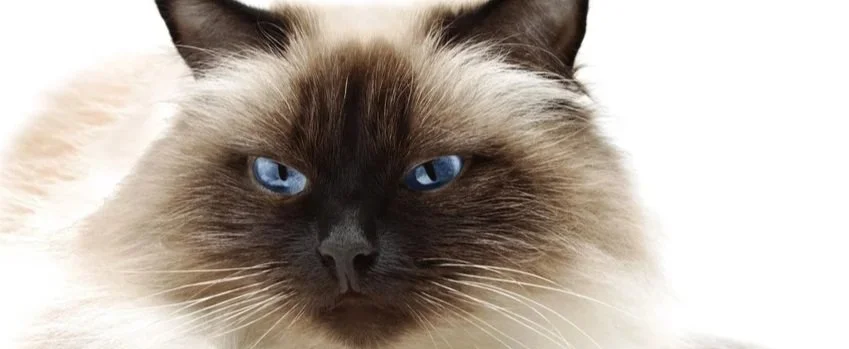 15_himalayan_cat.jpg