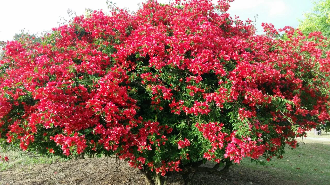 This has been a home and dairy farm for decades, time enough for flowering plants to grow and prosper!