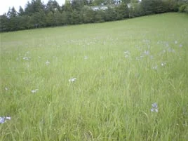 desantis_field.jpg