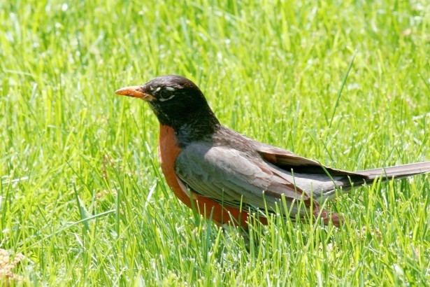 american-robin-in-grass.jpg