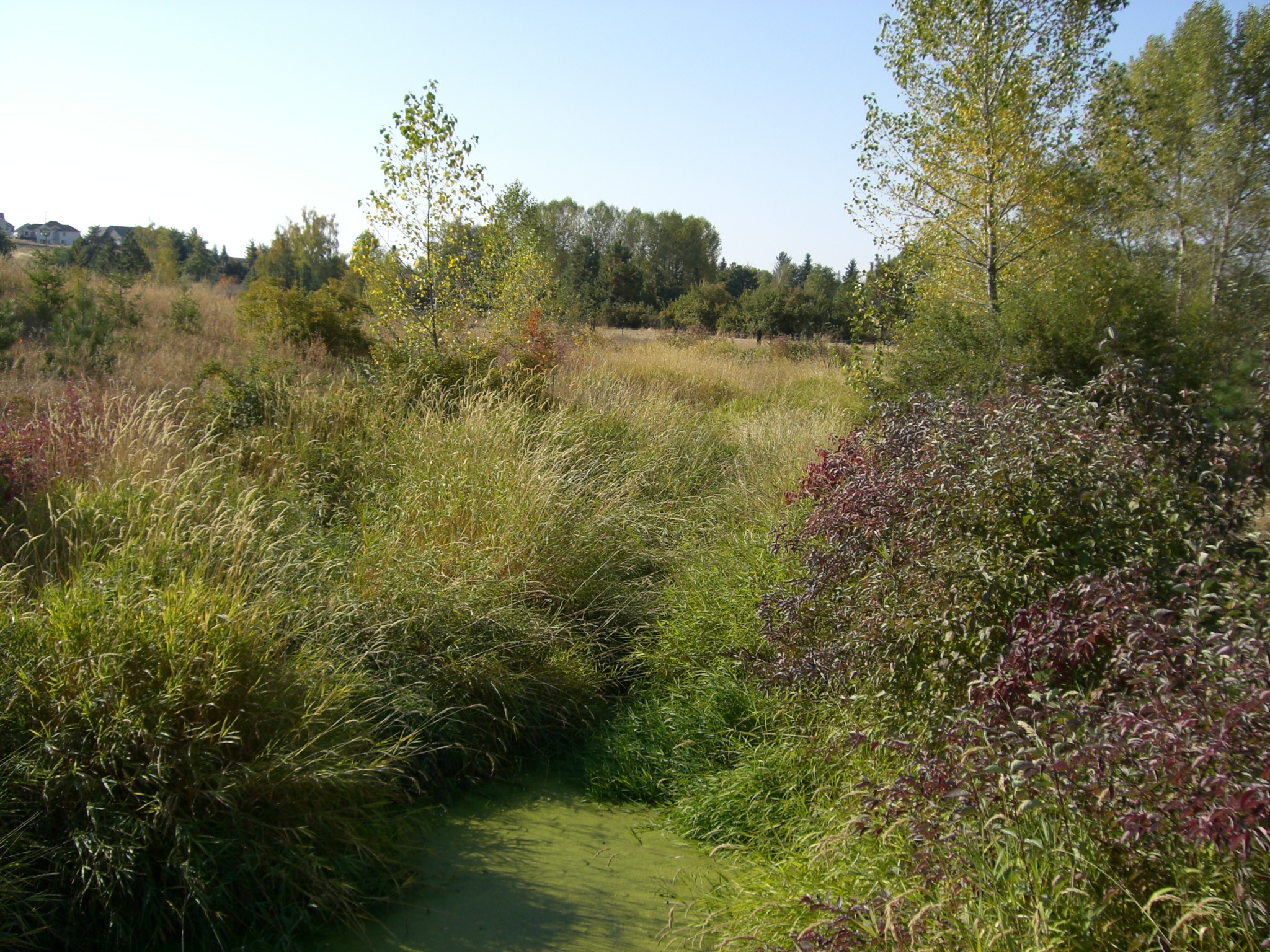 FosbergPLTMonit2006 004.jpg