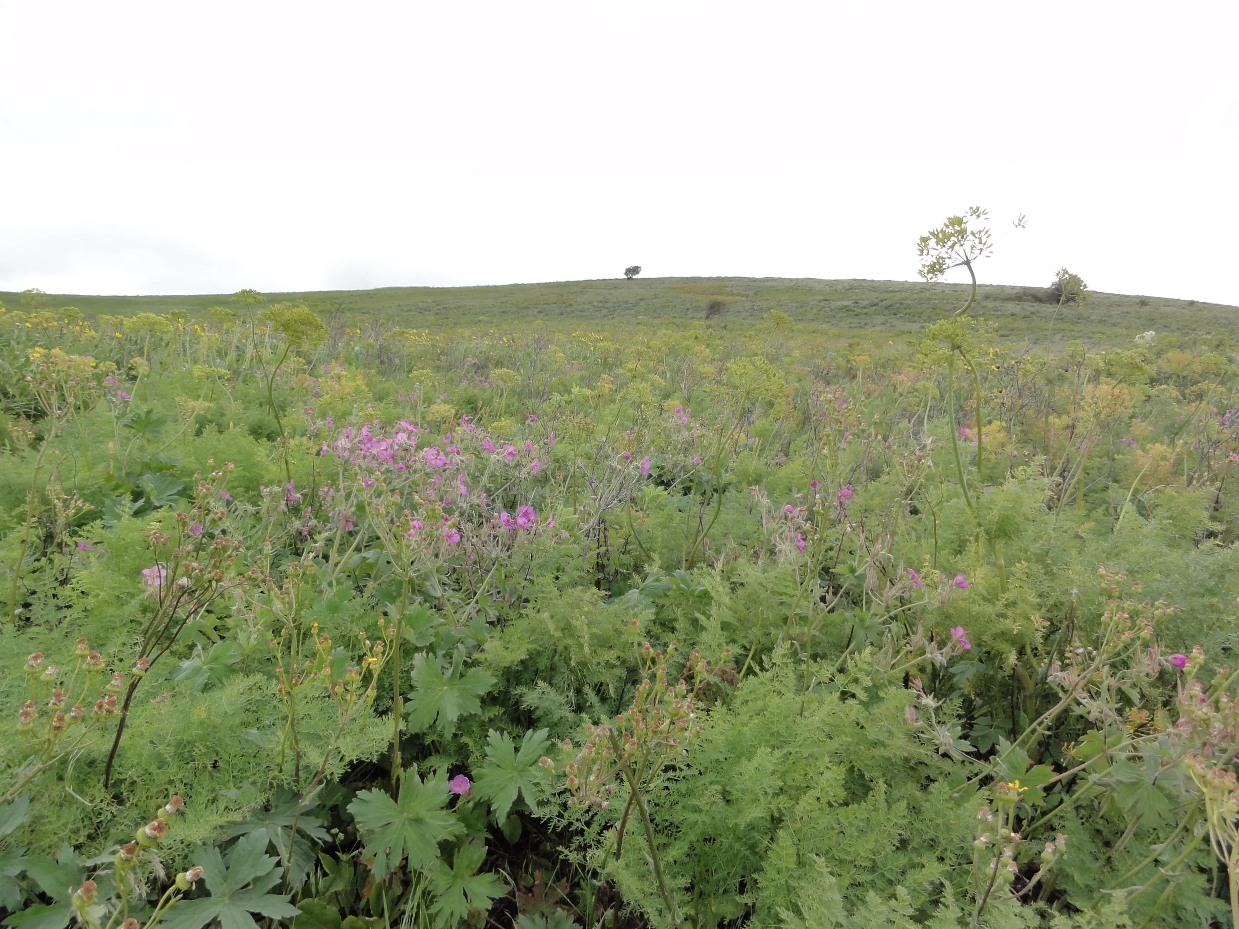 Hill 2012 photo 7.JPG