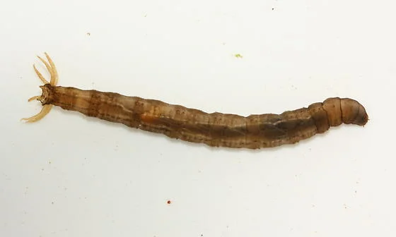 The "majestic" crane fly larva