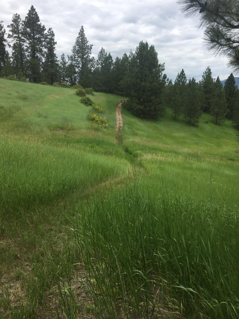 Path_1A.png