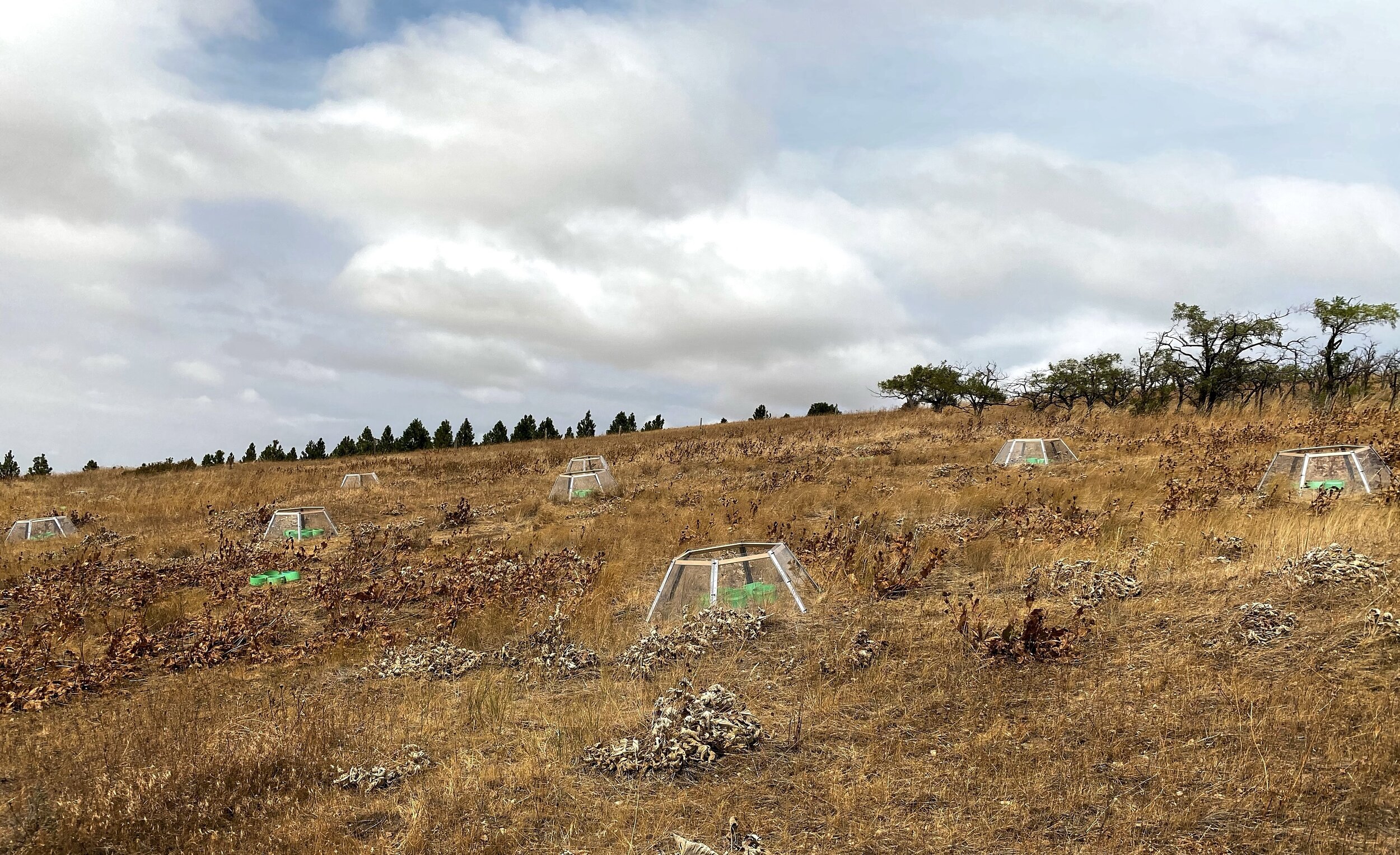 Beneath the Surface - A look at soil microorganisms on the Skinner Preserve