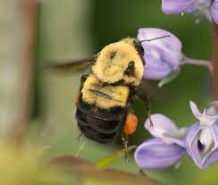 Queen Season: Bumble Bees in Spring - The White River Valley Herald