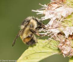 Queen Season: Bumble Bees in Spring - The White River Valley Herald