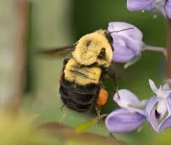 Bumble Bees on the Skinner Preserve
