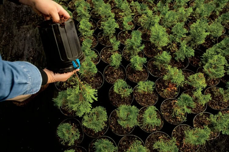 Conifer Planting at Idler's Rest