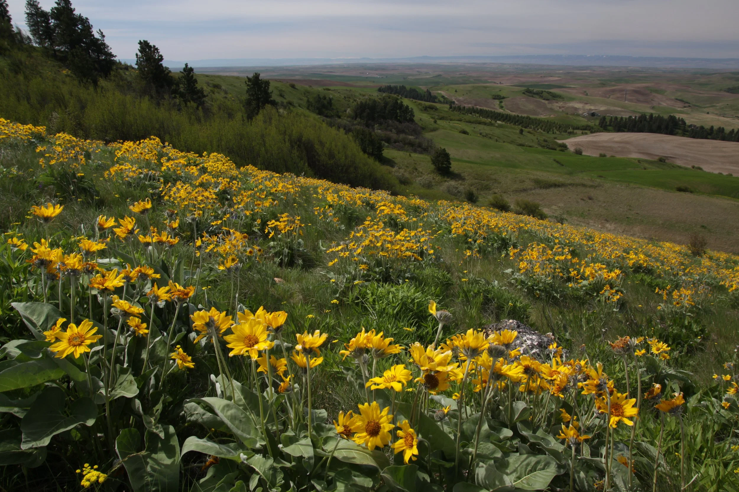 Conservation Celebration 2023