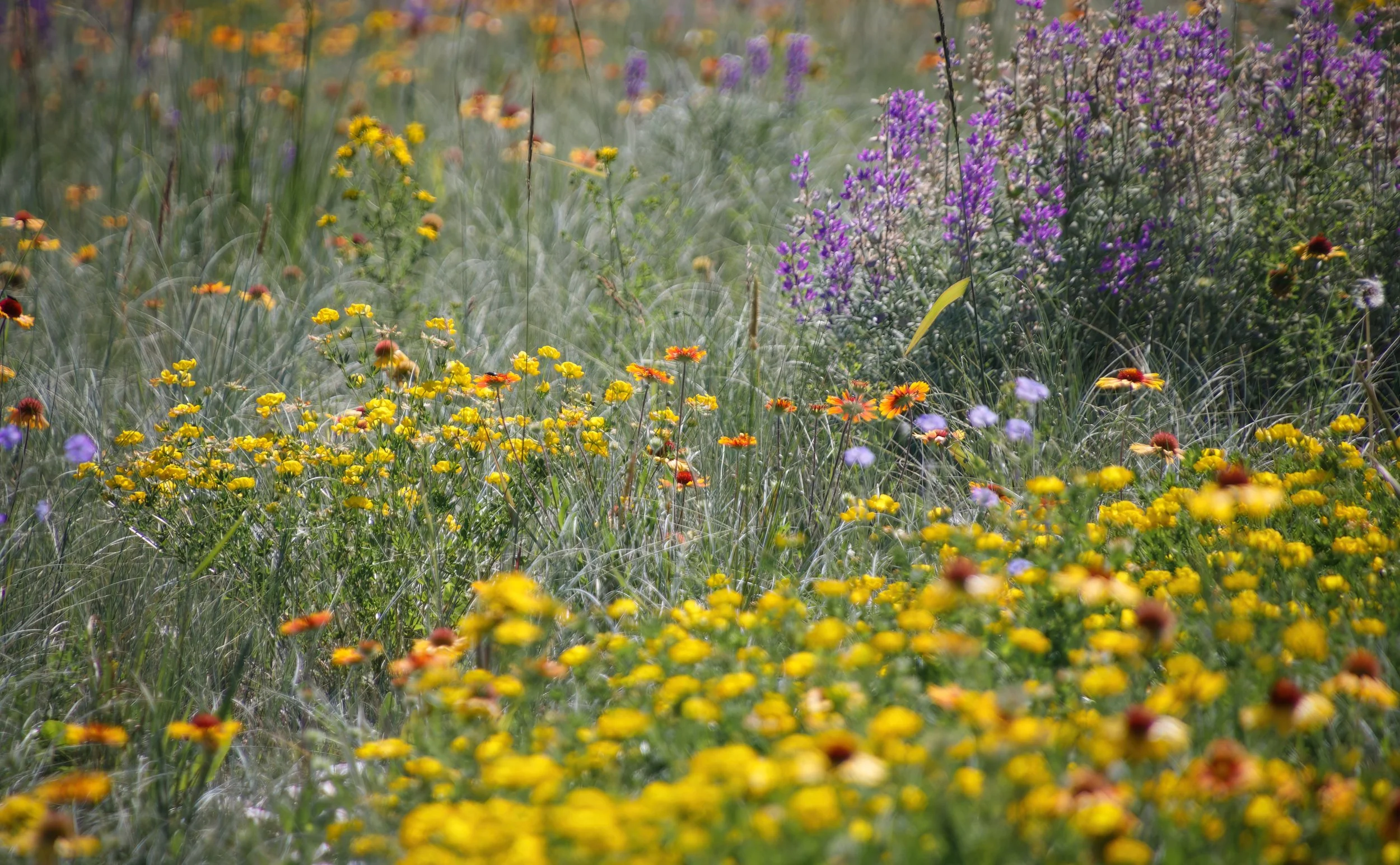 French Easement Wildflowers.JPG