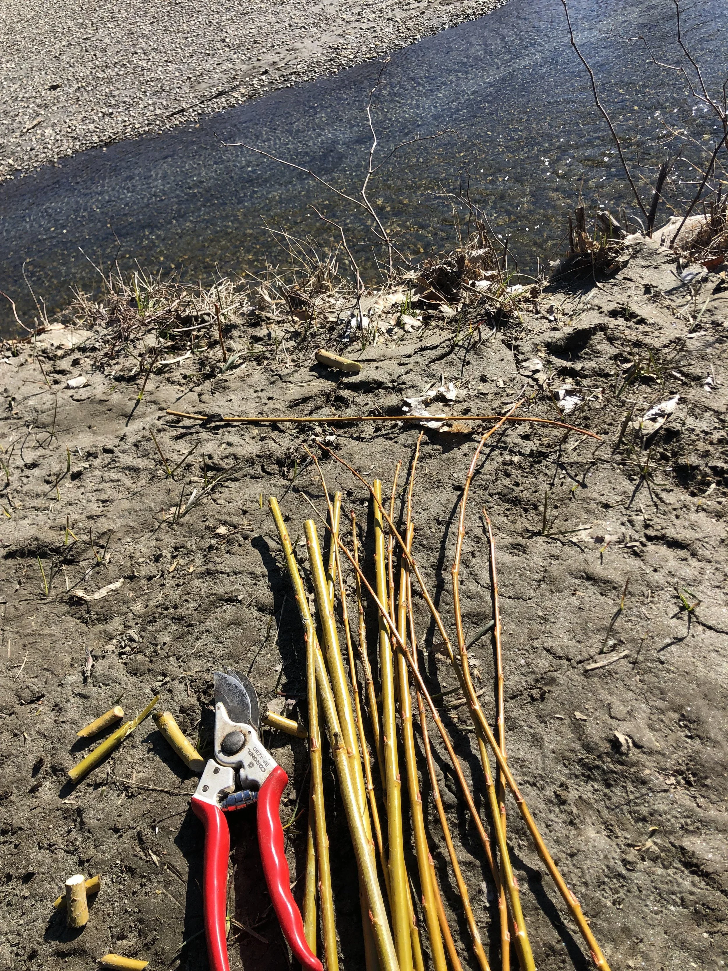 Grow the Banks: Riparian Restoration at Fosberg Farm