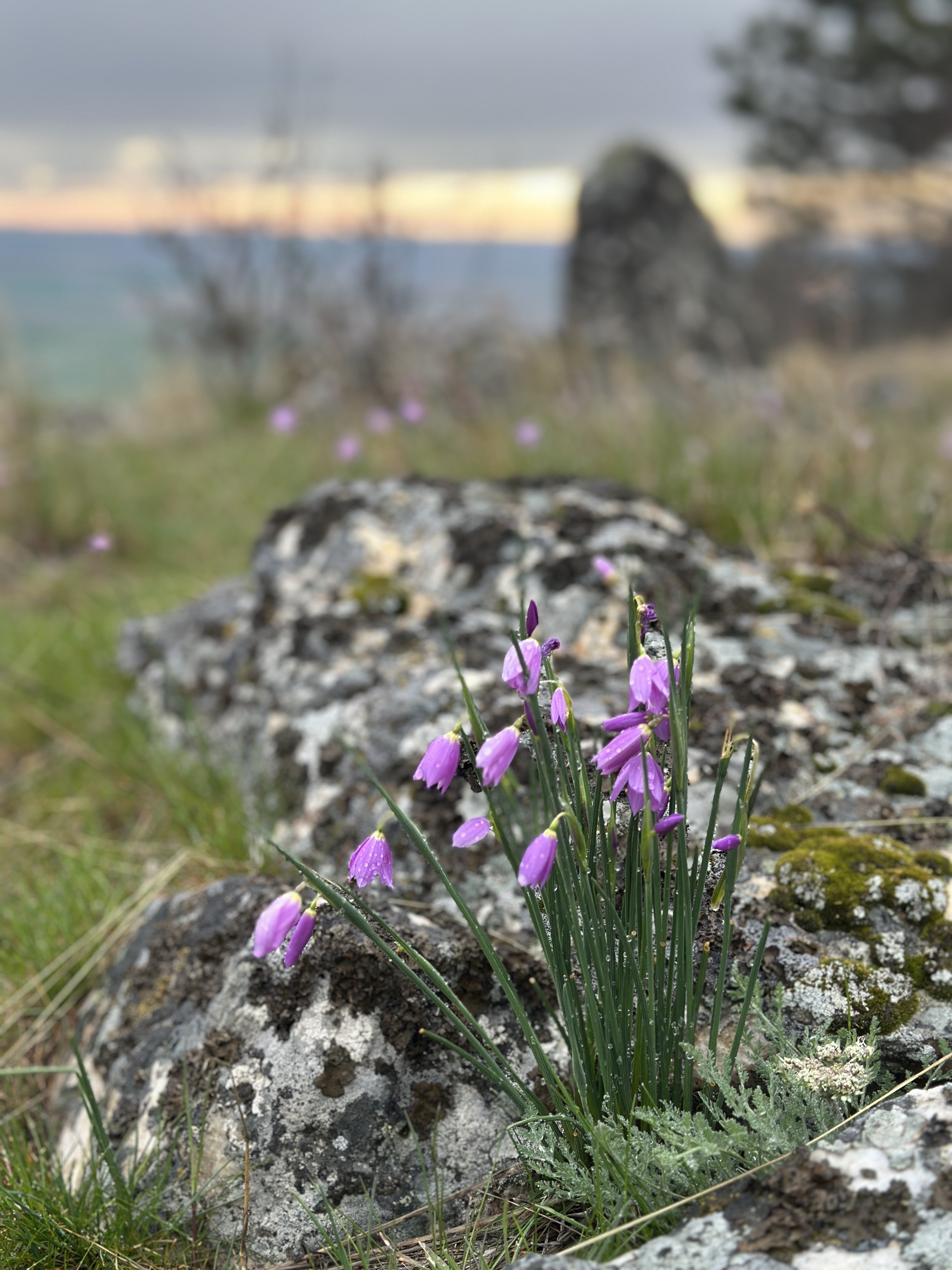 Conservation Celebration