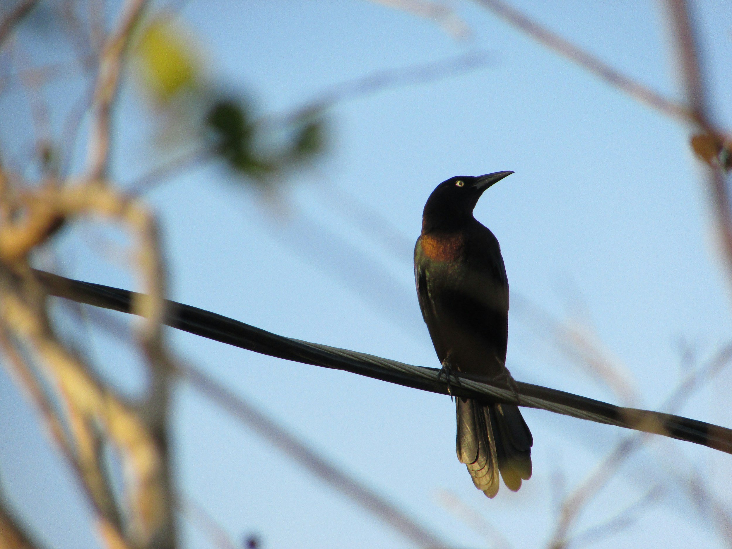 Guided Birding at Olson Family Conservation Preserve