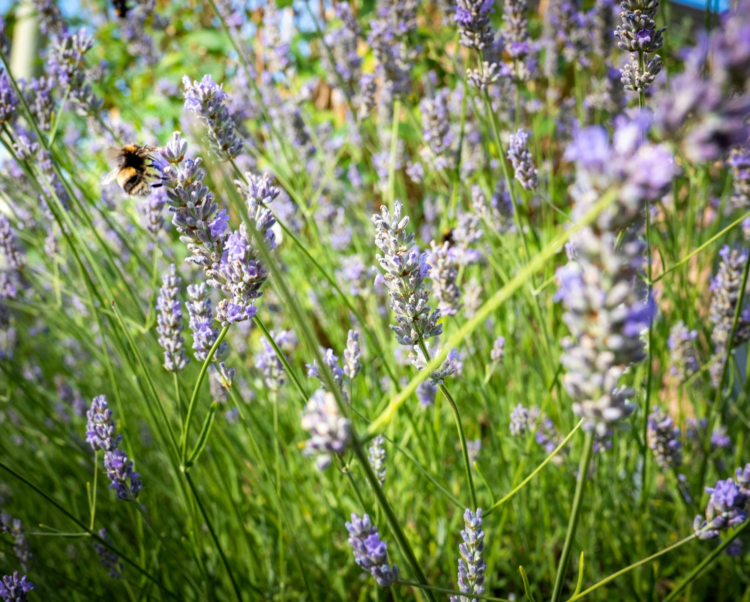 Tour Palouse Prairie for World Honey Bee Day