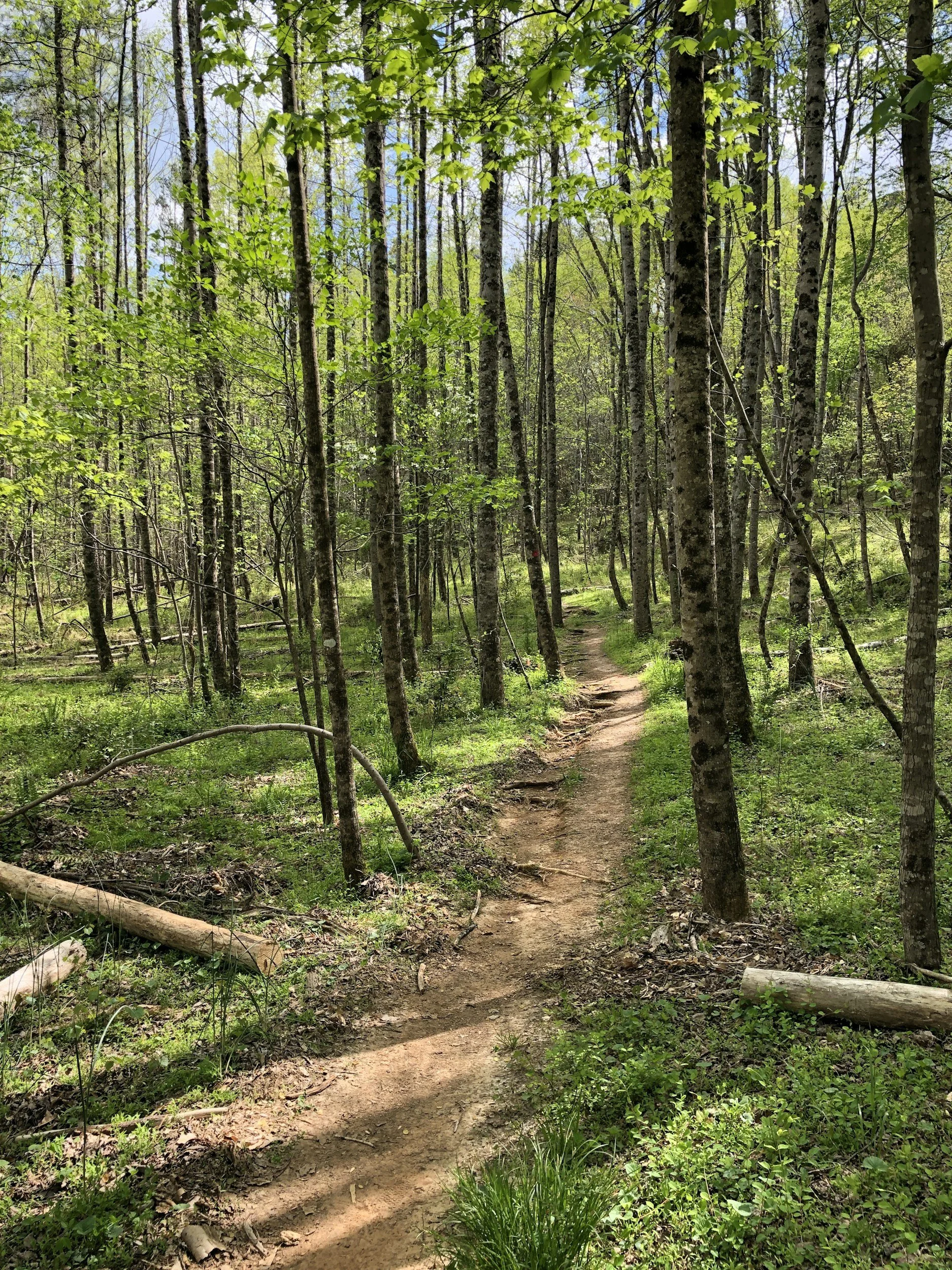 Dirt &amp; Do-Good Days: Trail Work Party  