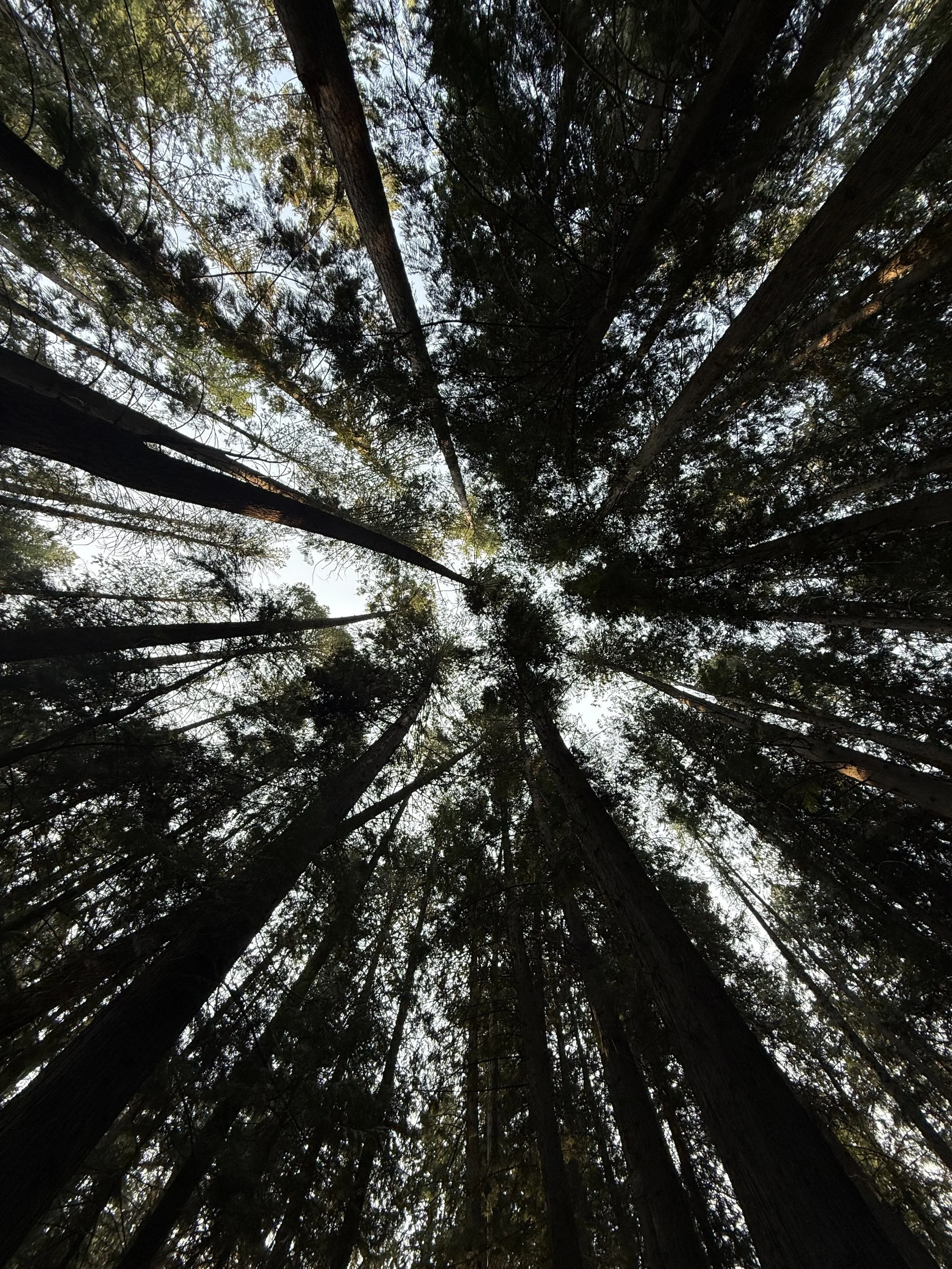 A Forest in Transition: The Idler's Rest Forest Health Project