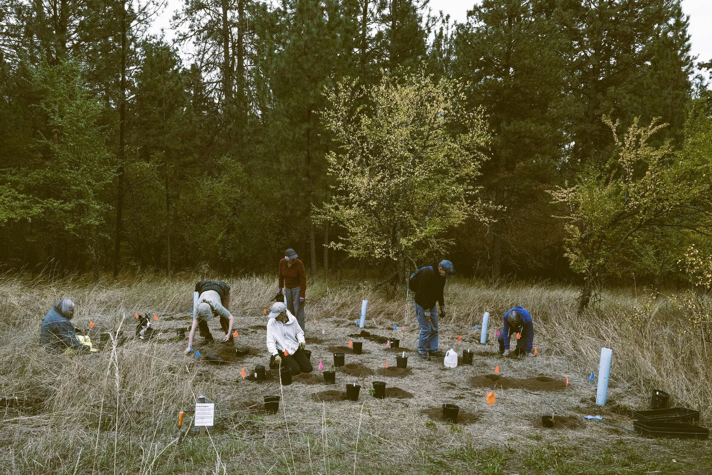 Thursday Afternoon INPS Planting.jpg