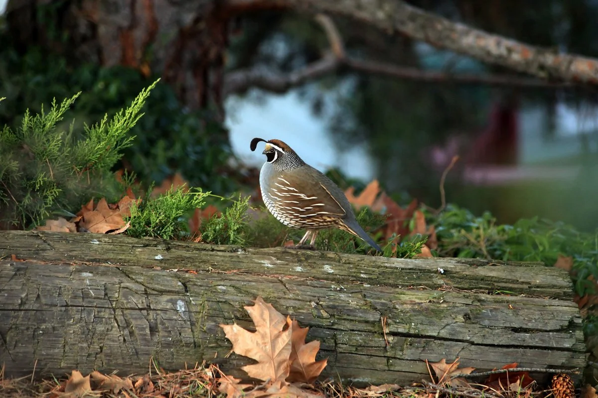09-California_Quail-6x4.jpg