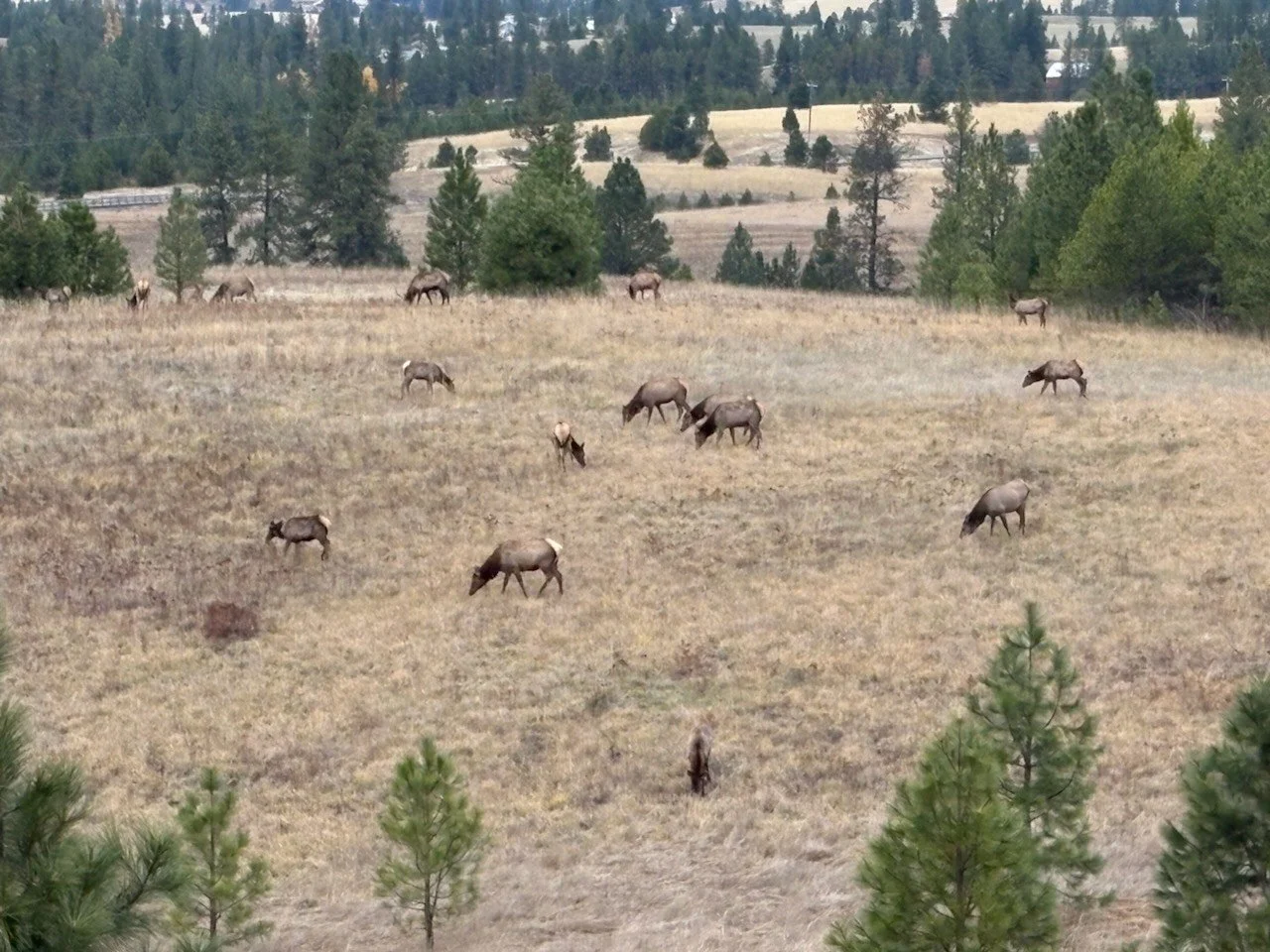 Fall24_elk_fromKellers (2).jpeg