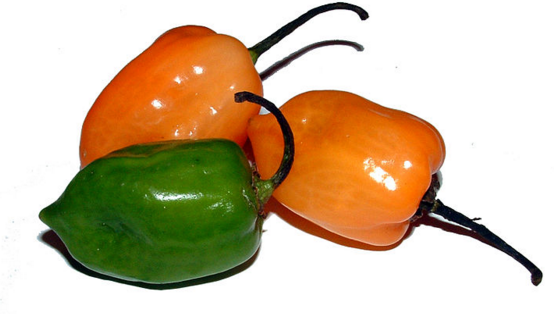 My Capsaicin Escapades 