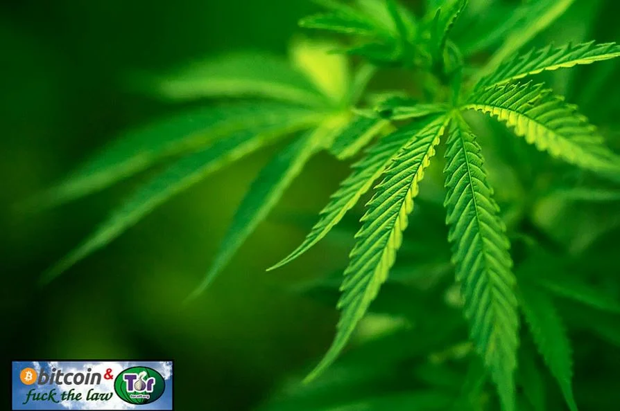 Bitcoin And Legal Marijuana