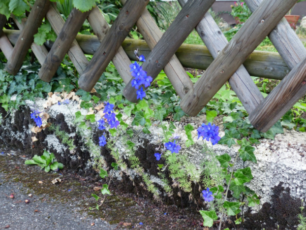 Preplanning Your Garden For Next Year's Facelift