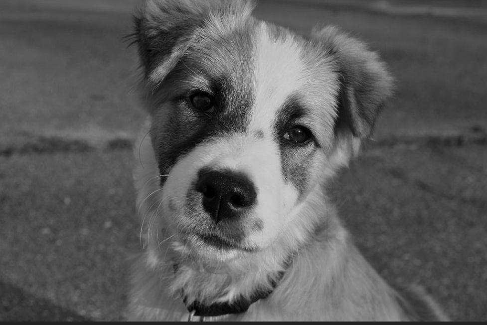 Stop Treating Your Emotional Support Animal Like a Service Dog