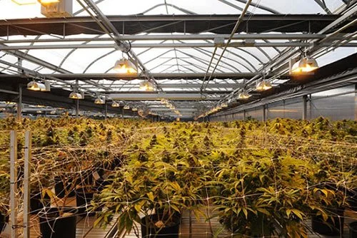 How to Contact Medical Marijuana Consultants in Canada